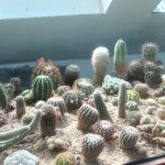phoca_thumb_m_tropic zajici 45 Fotogalerie